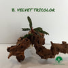 BUCEPHALANDRA VELVET TRICOLOR