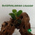 BUCEPHALANDRA LAGOON