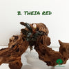 BUCEPHALANDRA THEIA RED