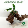 PIPTOSPATHA RIDLEY