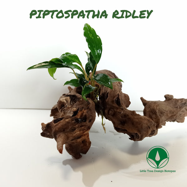 PIPTOSPATHA RIDLEY