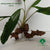 HOMALOMENA SP SEKADAU SOUTH