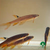 COPELLA ARNOLDI