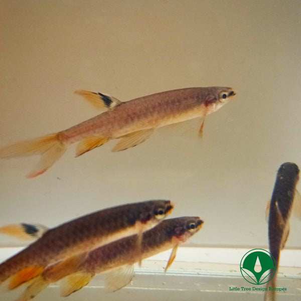 COPELLA ARNOLDI
