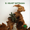 BUCEPHALANDRA VELVET ENTIKONG