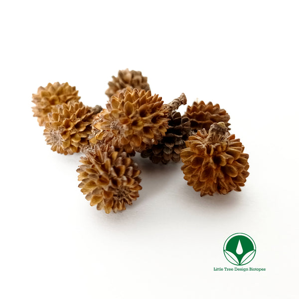 PIÑA DE TAMARIX