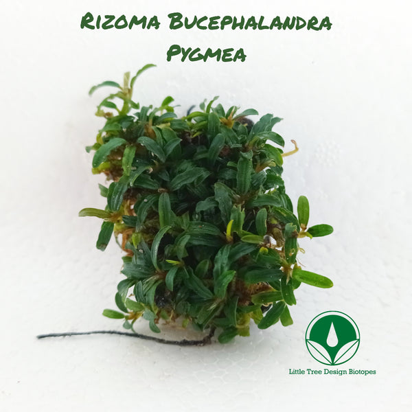 RIZOMA BUCEPHALANDRA PYGMEA