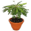 BYOPHYTUM SENSITIVUM