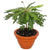 BYOPHYTUM SENSITIVUM