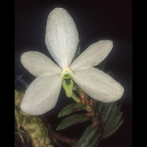 CERATOCHILUS BIGLANDULOSA