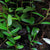 FICUS PUNCTATUS "PANAMA"