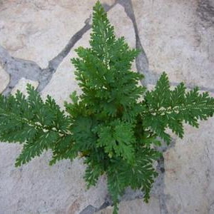 HELECHO SELAGINELLA GRIFFITHII