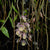 ORQUIDEA DENDROBIUM PIERARDII