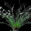 ORQUÍDEA DENDROCHILUM TENELLUM
