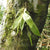 ORQUÍDEA LIPARIS NIKAHARAI