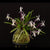ORQUÍDEA NEOFINETIA FALCATA