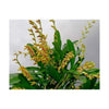 ORQUIDEA PLEUROTHALLIS COSTARICENSIS