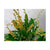 ORQUIDEA PLEUROTHALLIS COSTARICENSIS