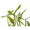 ORQUIDEA SCAPHYGLOTTIS PROLIFERA