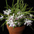 Orquidea-Laelia lundii