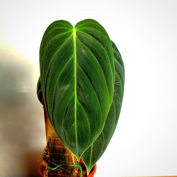 PHILODENDRON MELANOCHRYSUM