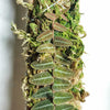 TREPADORA MARCGRAVIA UMBELLATA DARK FORM
