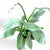 PHILODENDRON HASTATUM "SILVER SWORD"