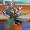 TETRANEMA ROSEUM