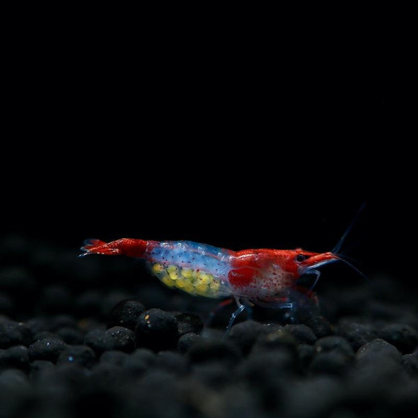 NEOCARIDINA HETEROPODA VAR. RED RILI