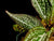 SONERILA SP. WHITE SPOTS