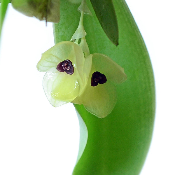 STELIS GEMMA