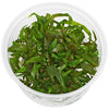 CRYPTOCORYNE USTERIANA