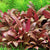 ALTERNANTHERA REINECKII MINI