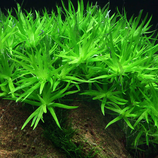 HETERANTHERA ZOSTERIFOLIA