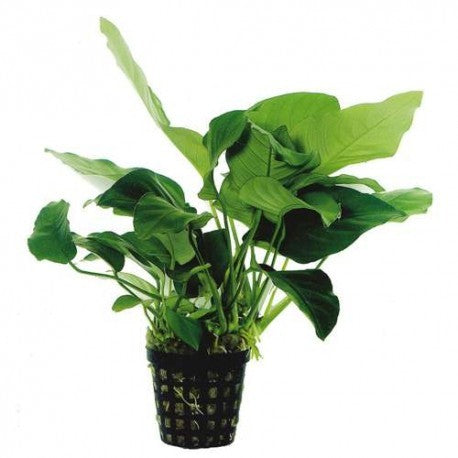 ANUBIA BARTERI