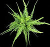 HELECHO ASPLENIUM X EBENOIDES