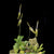 ORQUÍDEA BARBOSELLA SP. COGNAUSIANA