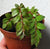 BEGONIA FOLIOSA VAR. MINIATA