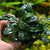 BUCEPHALANDRA CATERINA
