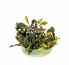 Bucephalandra "Deep Purple" in vitro