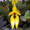 ORQUÍDEA BULBOPHYLLUM CARUNCULATUM