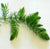 CERATOPHYLLUM DEMERSUM