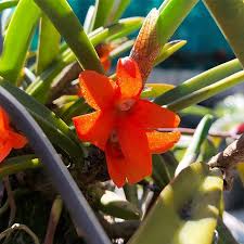 ORQUÍDEA CERATOSTYLIS RUBRA