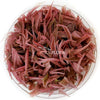 Cryptocoryne wendtii "Flamingo" In vitro