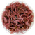 Cryptocoryne wendtii "Flamingo" In vitro