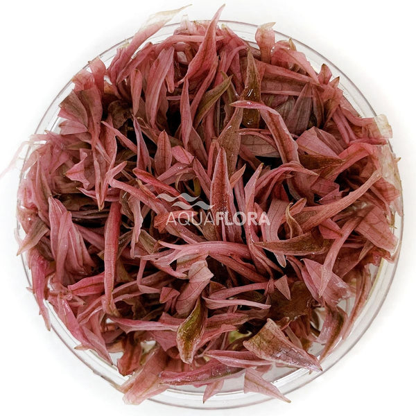 Cryptocoryne wendtii "Flamingo" In vitro