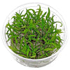 Cryptocoryne parva In vitro