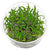 Cryptocoryne parva In vitro