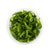 Cryptocoryne X willisii In vitro