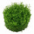 HEMIANTHUS CALLITRICHOIDES"CUBA" IN VITRO